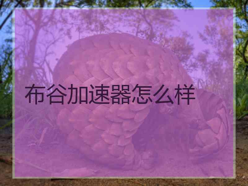 布谷加速器怎么样
