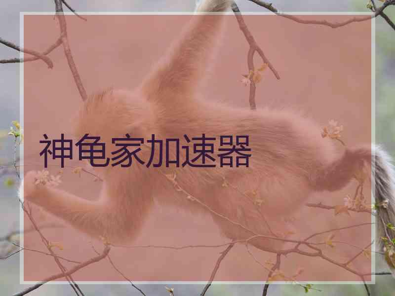 神龟家加速器