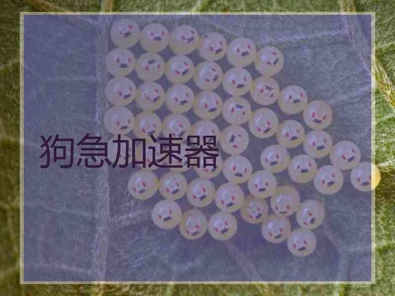 狗急加速器