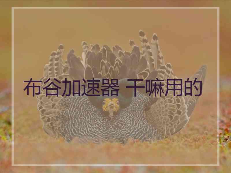 布谷加速器 干嘛用的