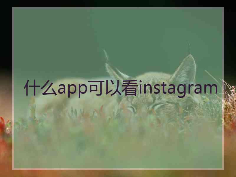 什么app可以看instagram