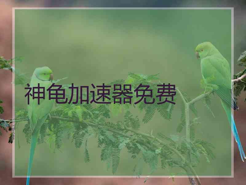 神龟加速器免费