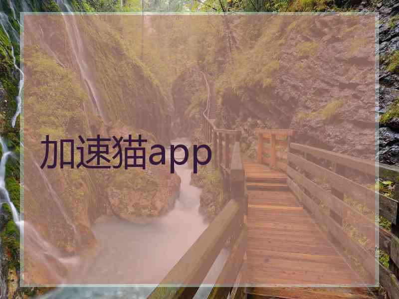 加速猫app
