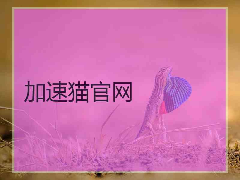 加速猫官网