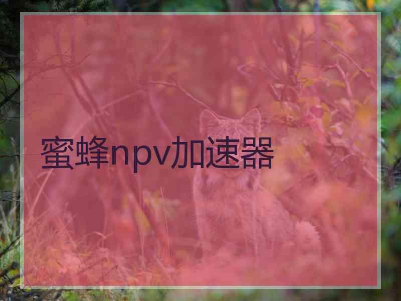 蜜蜂npv加速器