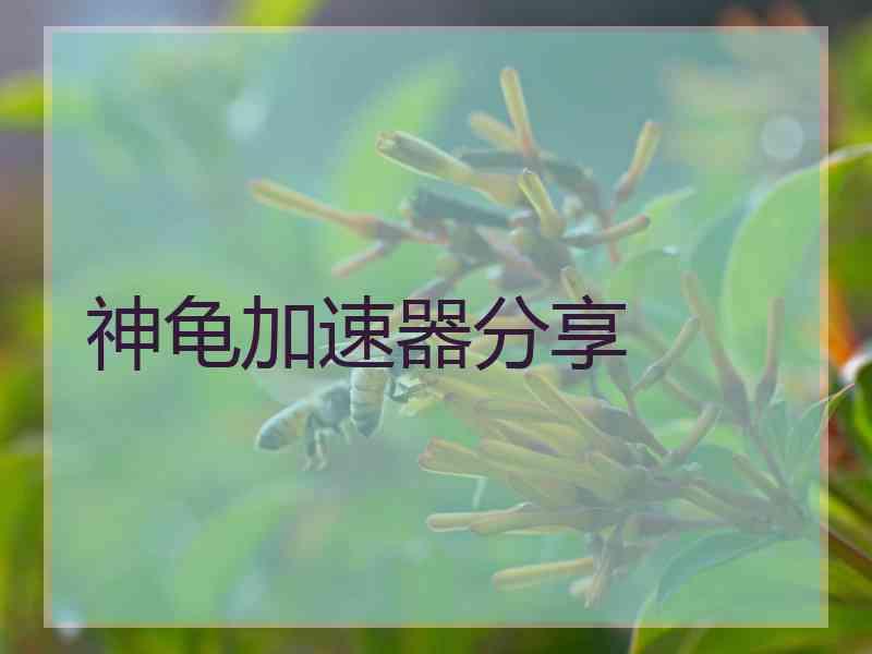 神龟加速器分享