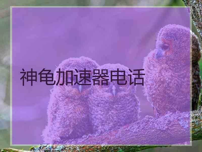神龟加速器电话