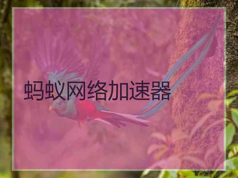 蚂蚁网络加速器