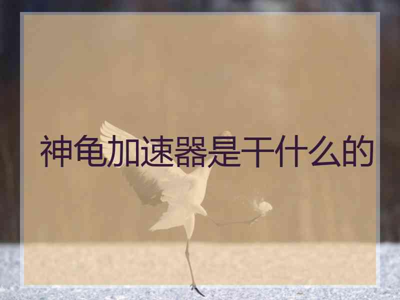 神龟加速器是干什么的