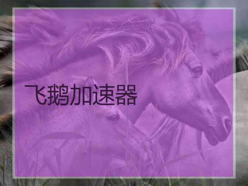 飞鹅加速器