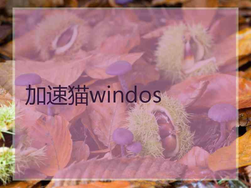 加速猫windos