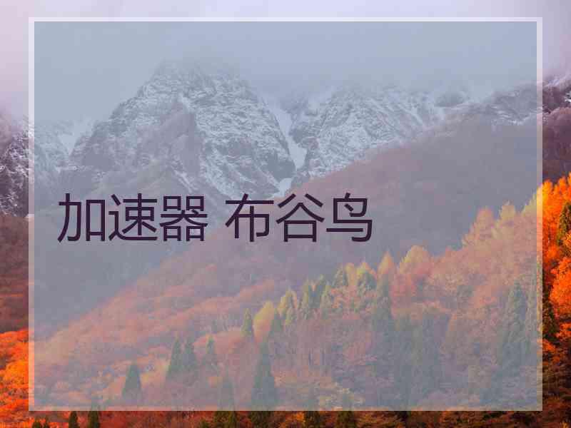 加速器 布谷鸟