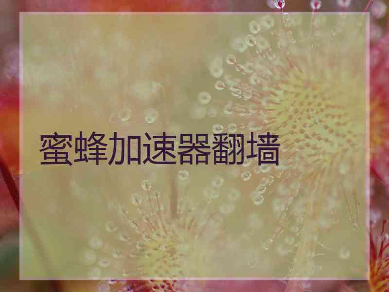 蜜蜂加速器翻墙