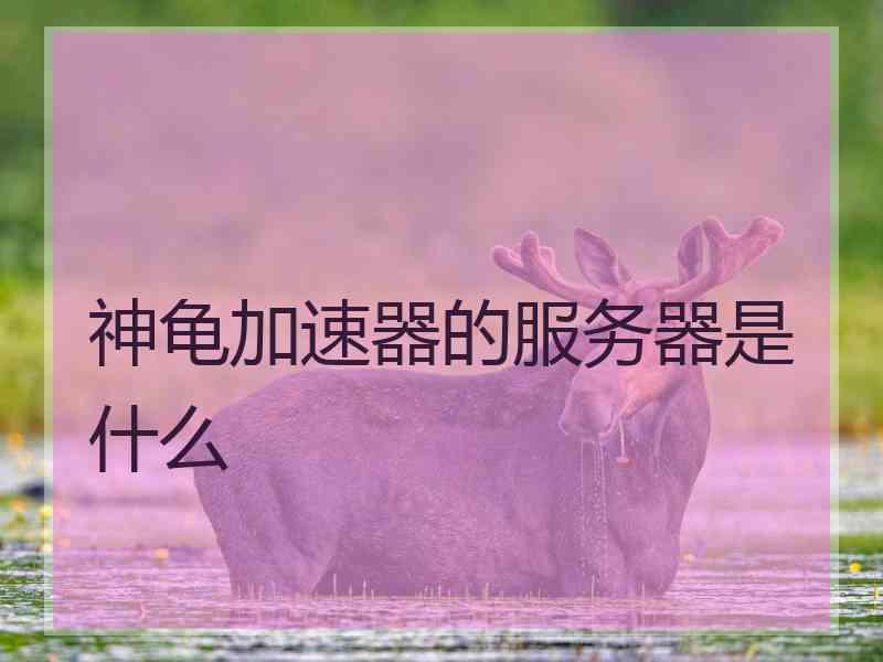 神龟加速器的服务器是什么