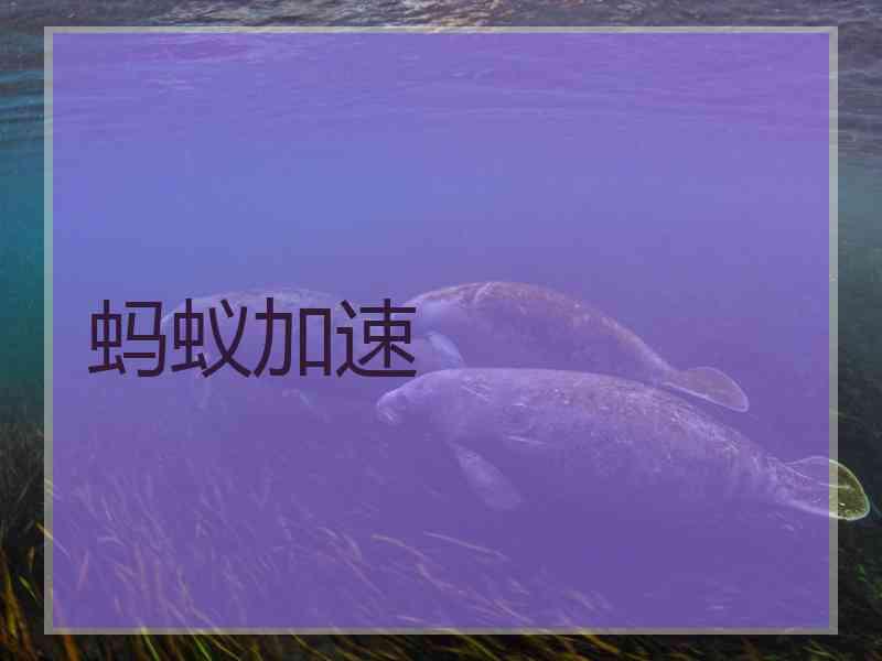 蚂蚁加速