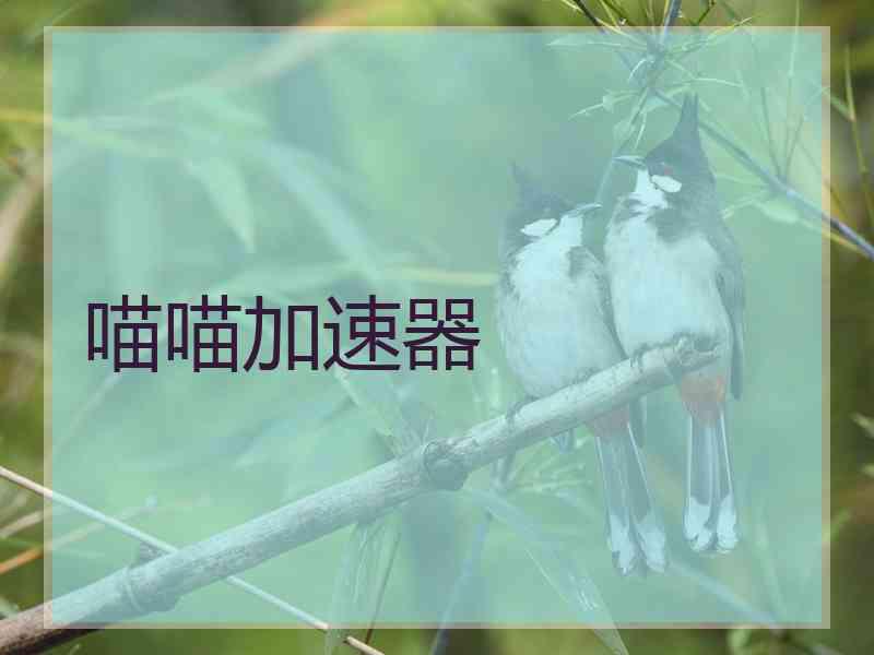 喵喵加速器